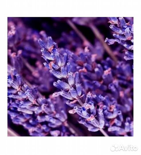 Yodeyma caribean Вода парфюмерная 50 мл