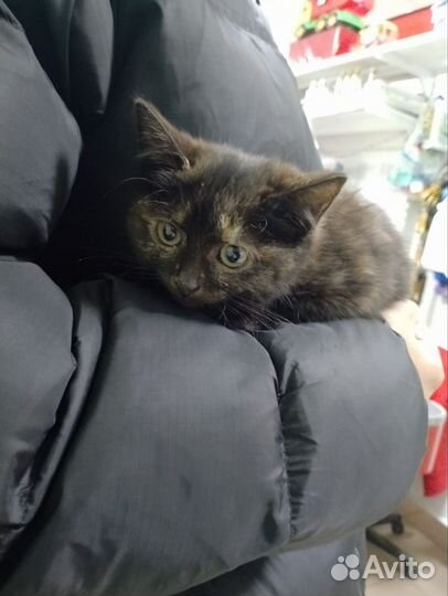 Котёнок девочка