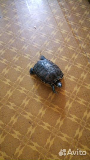 Красноухая черепаха