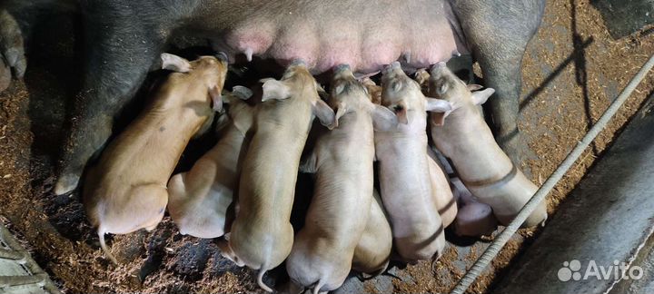 Поросята Кантор, Дюрок