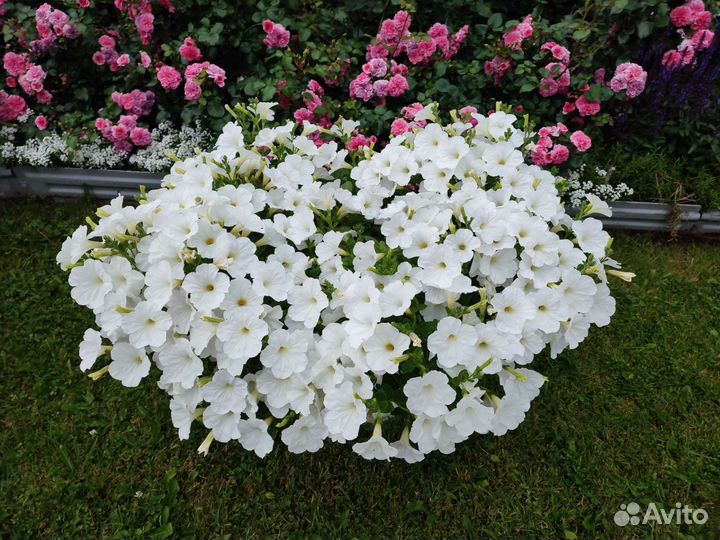 Петунии профессиональные семена