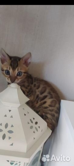 Бенгальские красавицы