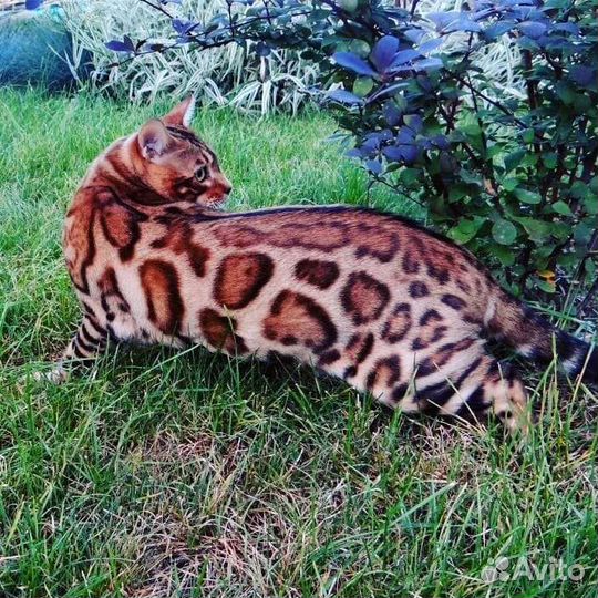 Бенгальская