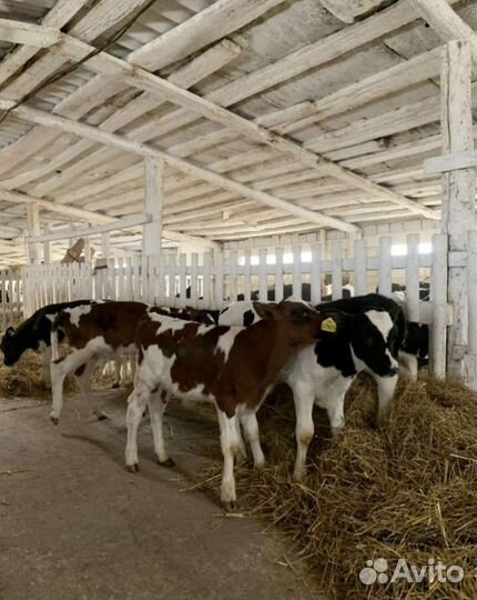Продаем телята