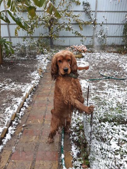 Вязка. Английский кокер спаниель. Ищем невесту