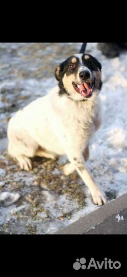 Тюбик ищет дом