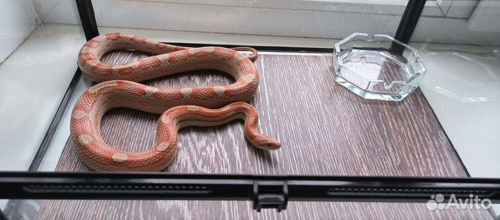 Змея маисовый полоз