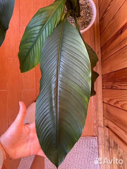 Спатифиллум сенсация