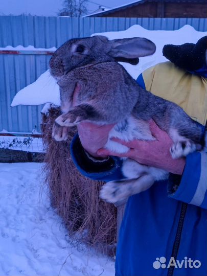 Кролики полтавское серебро