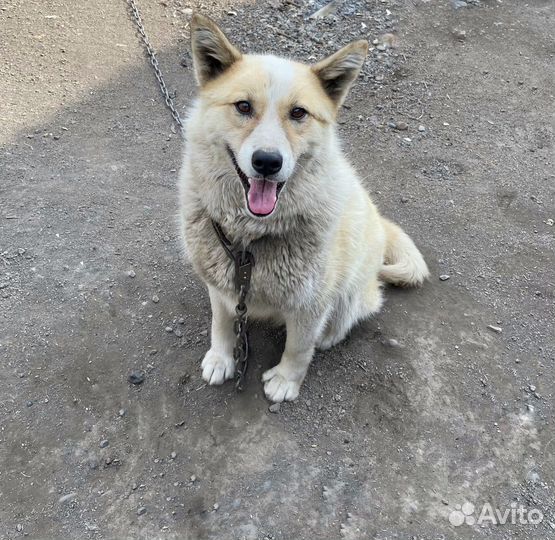 Собака-улыбака в добрые руки