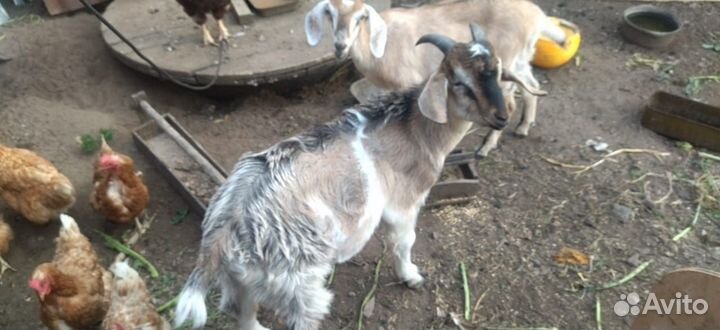 Зааненские козлята