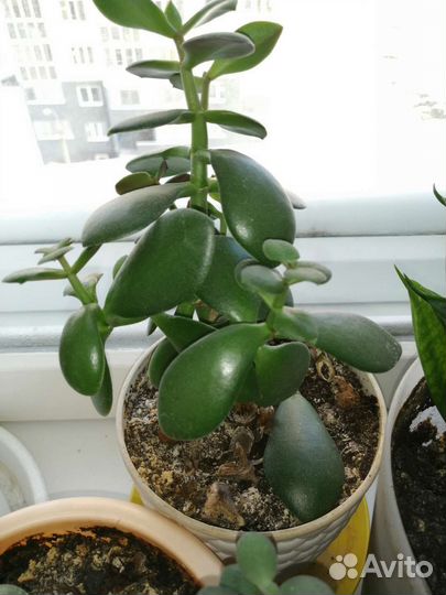 Денежное дерево толстянка крассула