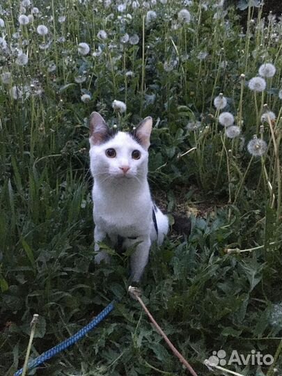 Кошка