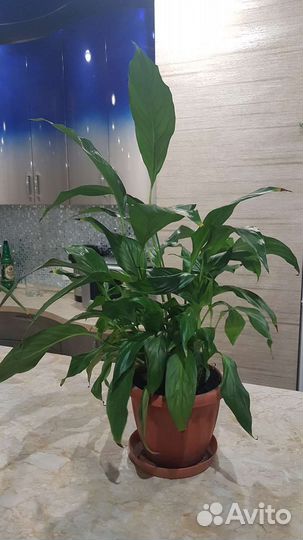 Спатифиллум продаю