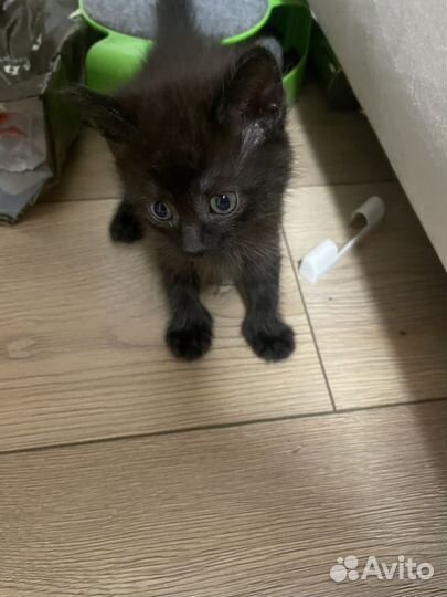 Котенок 1,5 мес