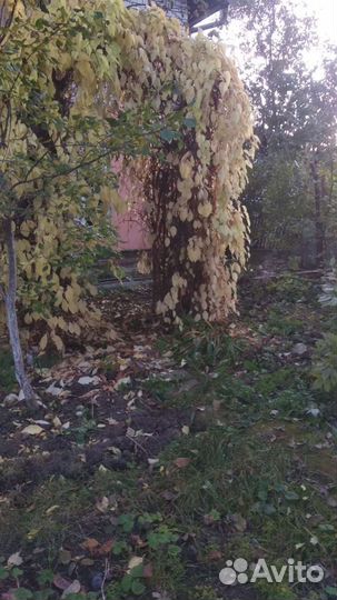 Саженцы Лимонник, Вишня, рябина, каштан