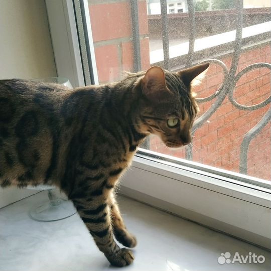 Бенгальского котика продаю