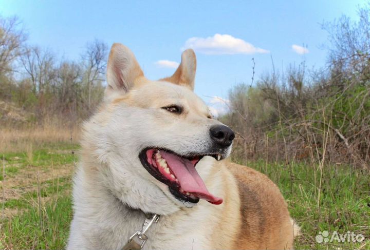 Собака Рэксон