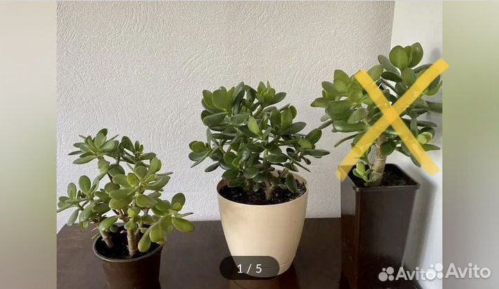 Толстянка(денежное дерево)