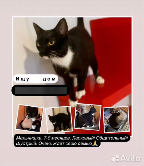 Отдам в добрые руки