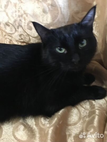 Кот Макс