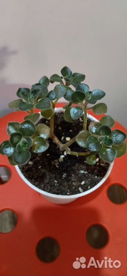 Кактусы и суккуленты