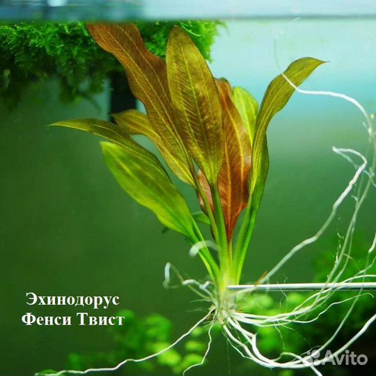 Живые растения для аквариума