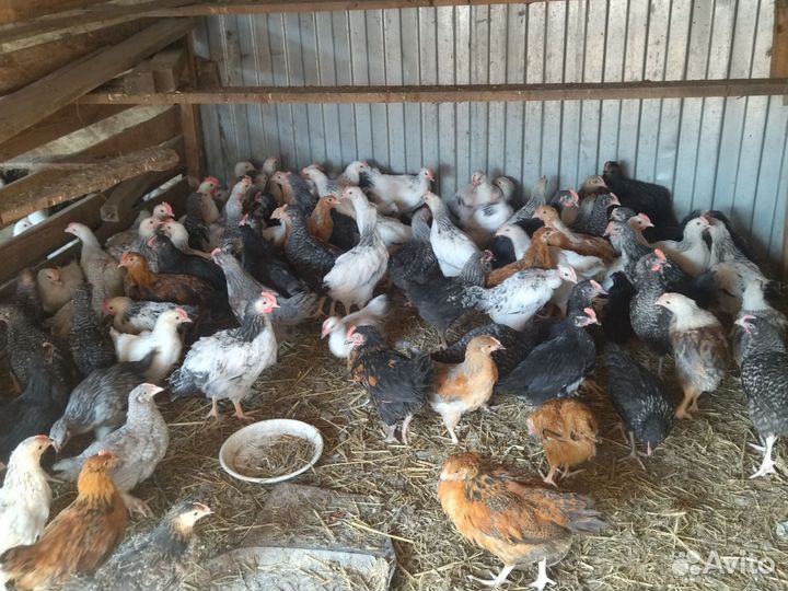 Куры молодки несушки домашние