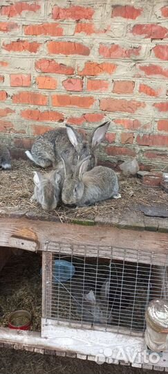 Кролики мясных пород