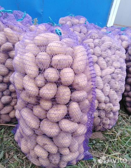 Картофель сорт гала