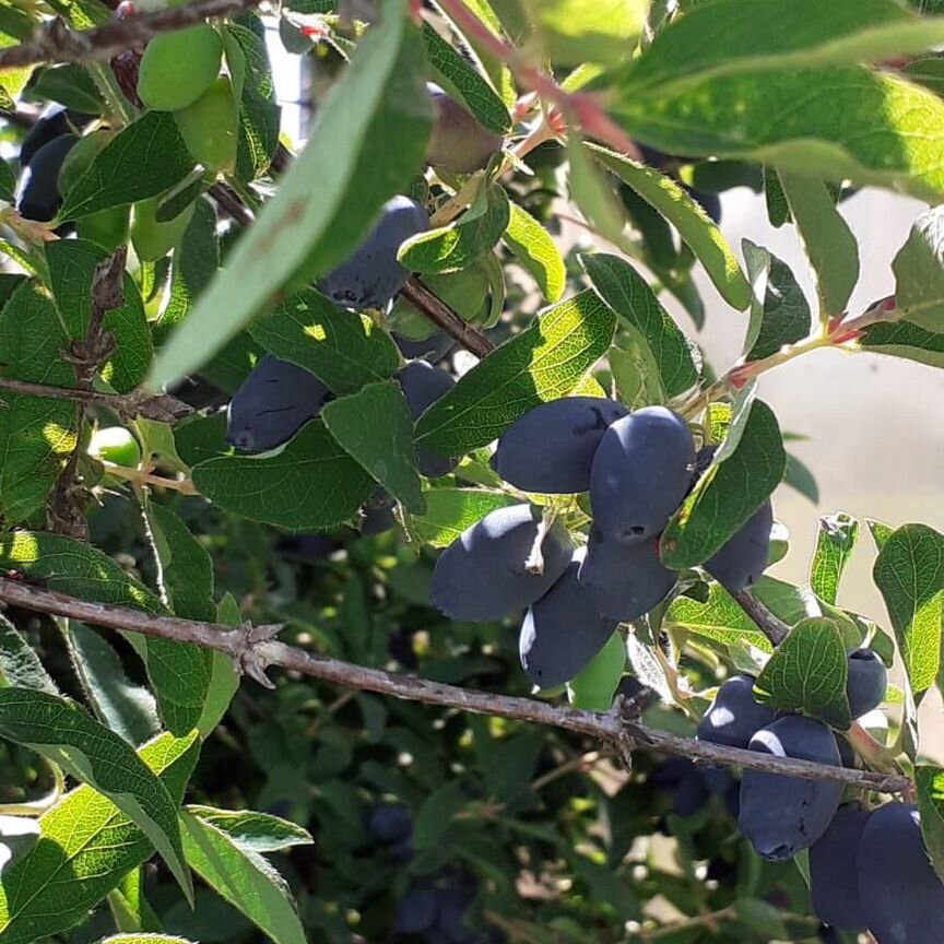 Квартира 3-комн. 54.3 м² в с. Парабель — фото 11 из 19