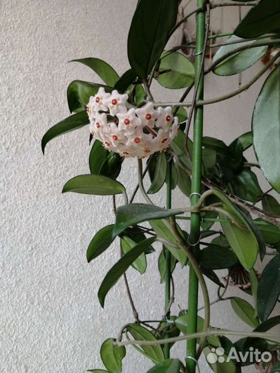 Хойя розовая в цвету