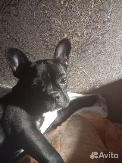 Французский бульдог