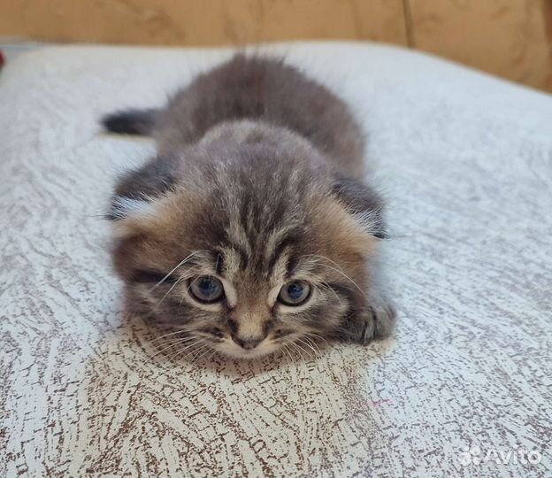 Шотландская кошка