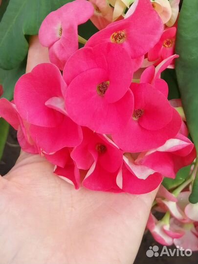 Малочай Миля крупноцветковый