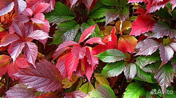 Виноград пяпилисточковый «Троки»