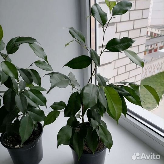 Фикус, сансевиерия, комнатные растения