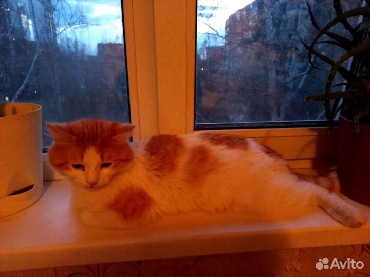 Котик ищет дом