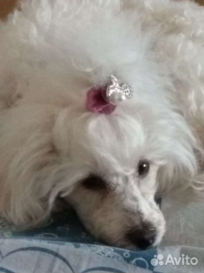 Щенки карликового пуделя