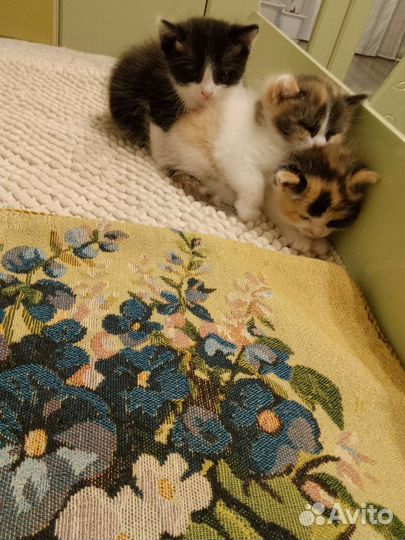 Котята в добрые руки. Бесплатно