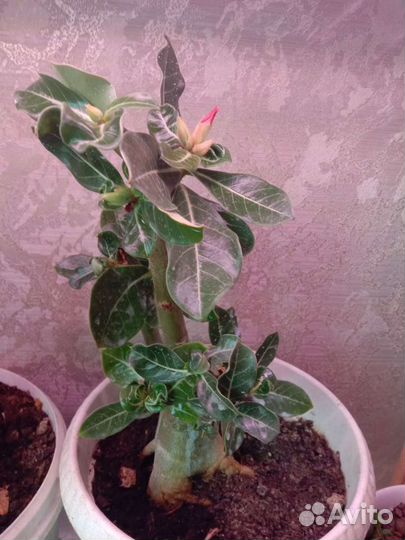 Адениум -роза пустыни
