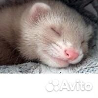 Хорек с клеткой