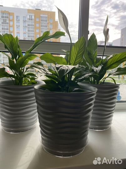 Спатифиллум женское счастье