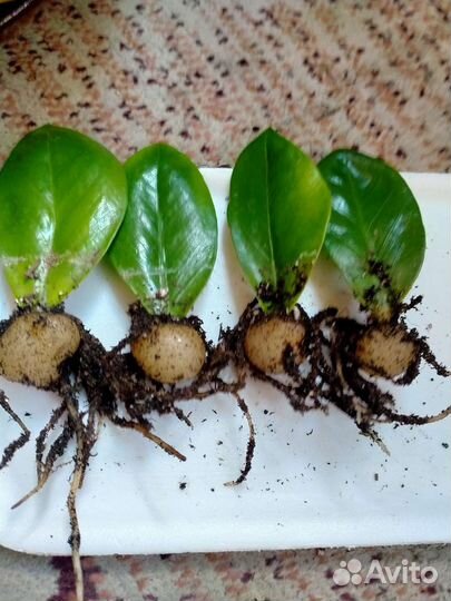 Замиокулькас,кротон