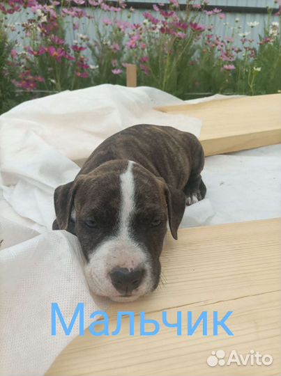 Продажа щенков Амстаффа