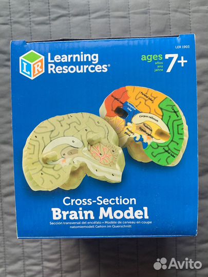 Развивающая игрушка brain model анатомия