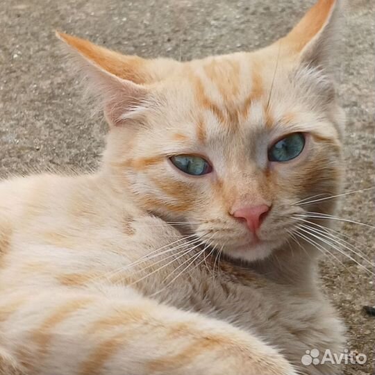 Кошечка ищет дом