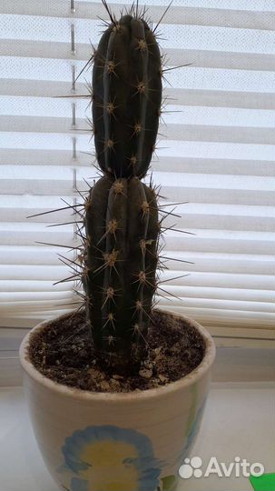 Кактус 26 см в керамическом горшочке