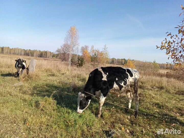 Бычки и телята