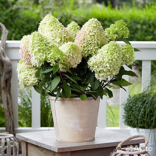 Мини метельчатые гортензии Литл Фреско, Литтл Альф